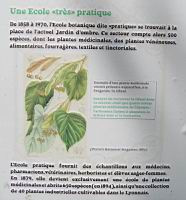 02 - Le jardin d'ombre - des plantes medicinales aus plantes de sous-bois (1).jpg